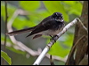 grey_fantail_156461