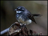 grey_fantail_156506