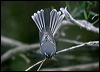 grey_fantail_15918