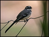 grey_fantail_167107