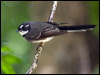 grey_fantail_169623