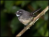 grey_fantail_188796