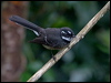 grey_fantail_188879