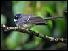 grey_fantail_34676