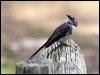 grey_fantail_38511