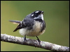 grey_fantail_58061