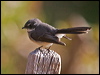 grey_fantail_nc_166247