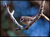 grey_fantail_nc_166250