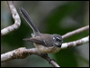 grey_fantail_ni_140594