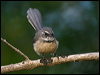 grey_fantail_ni_141361