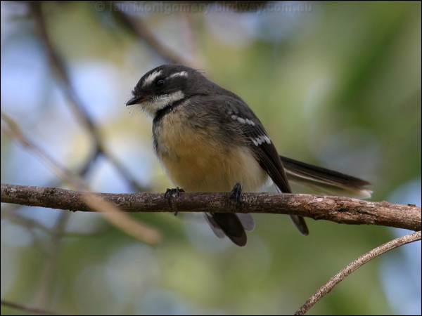 Grey Fantail grey_fantail_07092.psd