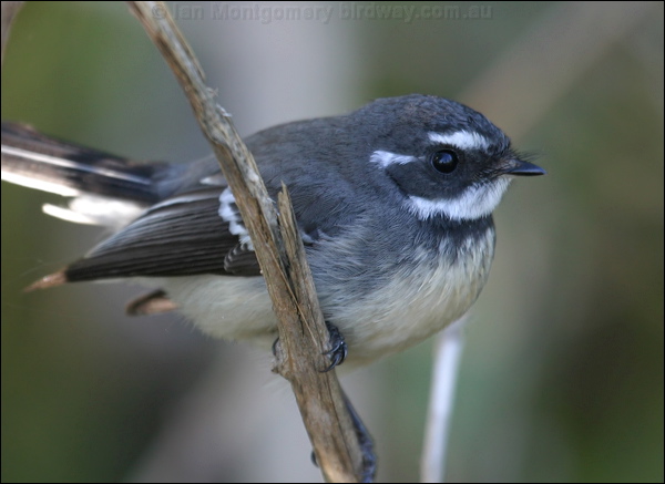 Grey Fantail grey_fantail_07522.psd