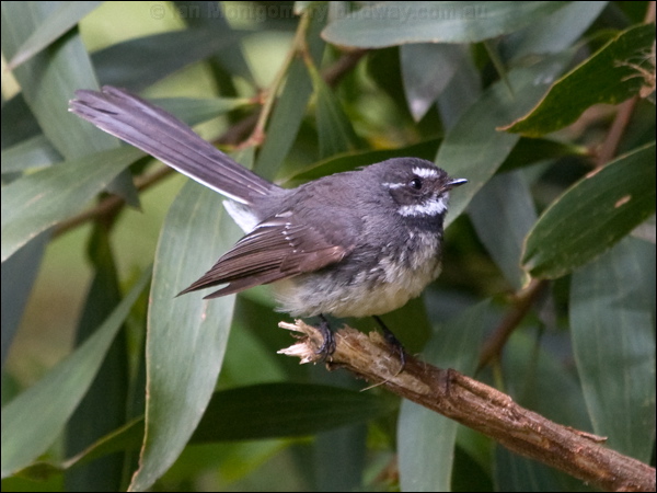 Grey Fantail grey_fantail_128103.psd