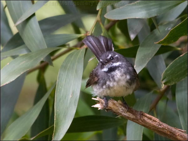 Grey Fantail grey_fantail_128104.psd