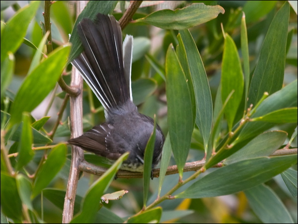Grey Fantail grey_fantail_128110.psd