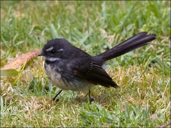 Grey Fantail grey_fantail_128120.psd