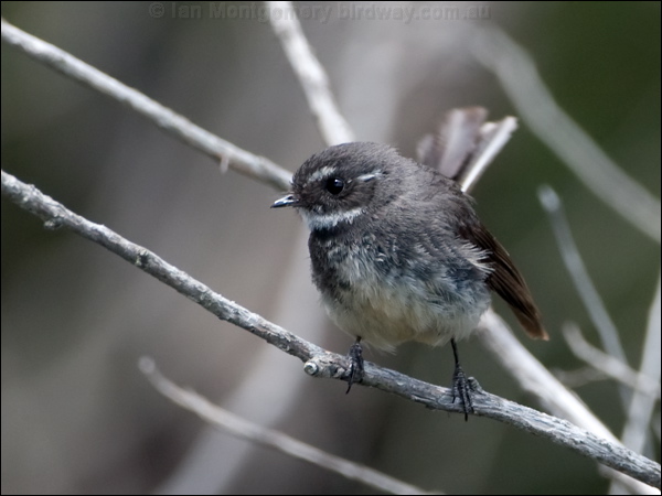 Grey Fantail grey_fantail_129135.psd