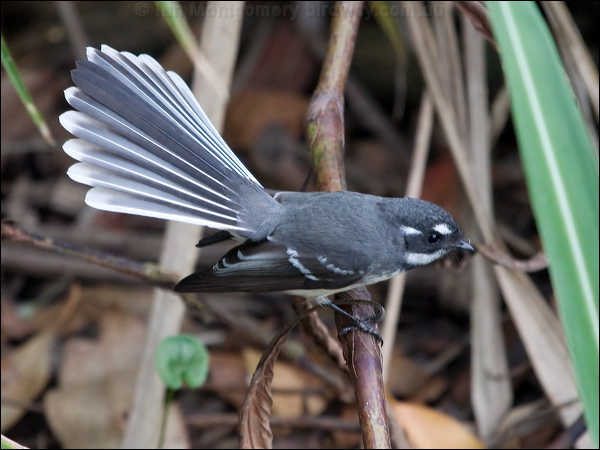 Grey Fantail grey_fantail_153655.psd
