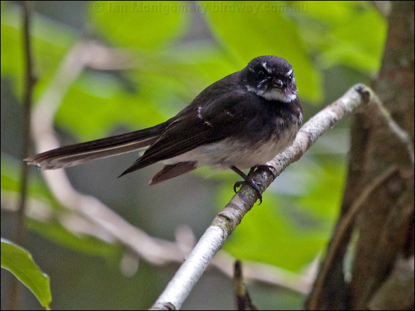 Grey Fantail grey_fantail_156461.psd