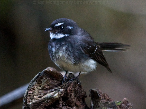 Grey Fantail grey_fantail_156506.psd