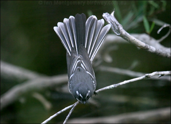Grey Fantail grey_fantail_15918.psd