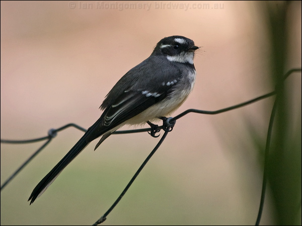 Grey Fantail grey_fantail_167107.psd