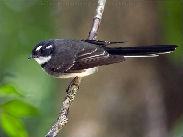 Grey Fantail grey_fantail_169623.psd