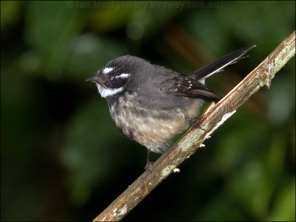 Grey Fantail grey_fantail_188796.psd