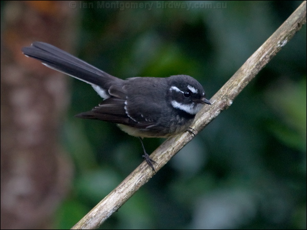 Grey Fantail grey_fantail_188879.psd