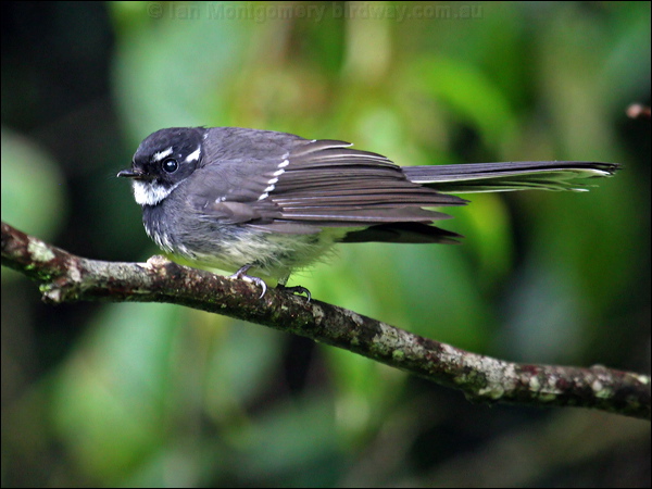 Grey Fantail grey_fantail_34676.psd