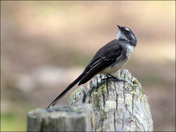 Grey Fantail grey_fantail_38511.psd