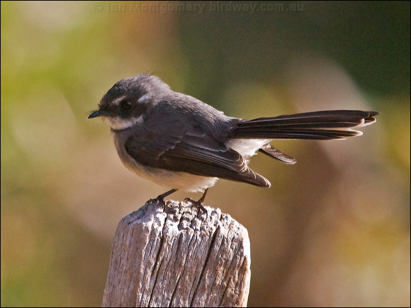 Grey Fantail grey_fantail_nc_166247.psd