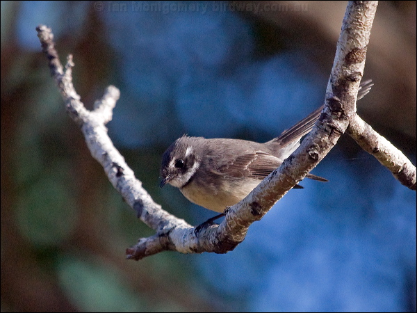 Grey Fantail grey_fantail_nc_166250.psd
