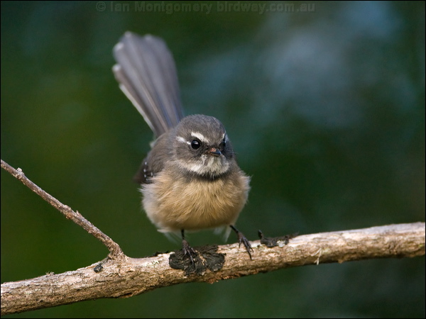Grey Fantail grey_fantail_ni_141361.psd