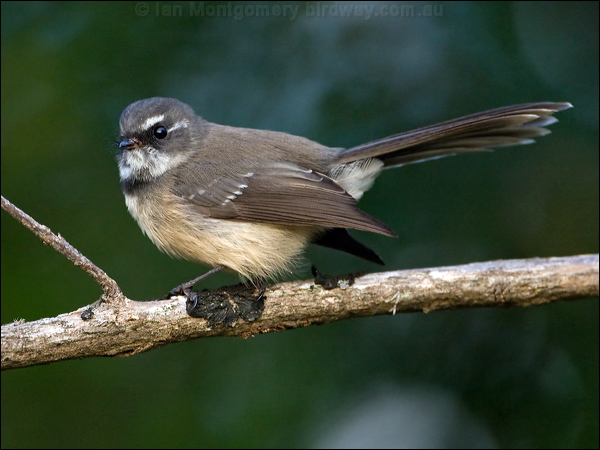 Grey Fantail grey_fantail_ni_141373.psd