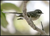 mangrove_fantail_09723