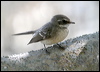 mangrove_fantail_09743