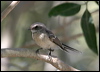 mangrove_fantail_09754