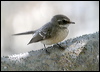 Click here to enter gallery and see photos/pictures/images of of Mangrove (Grey) Fantail