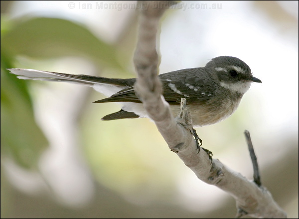 Mangrove (Grey) Fantail mangrove_fantail_09723.psd