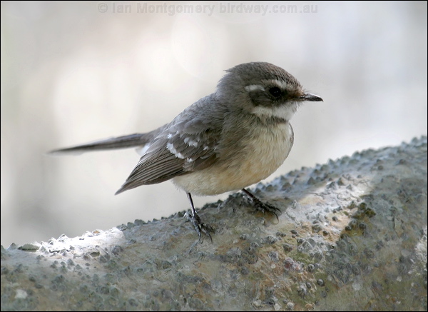 Mangrove (Grey) Fantail mangrove_fantail_09743.psd