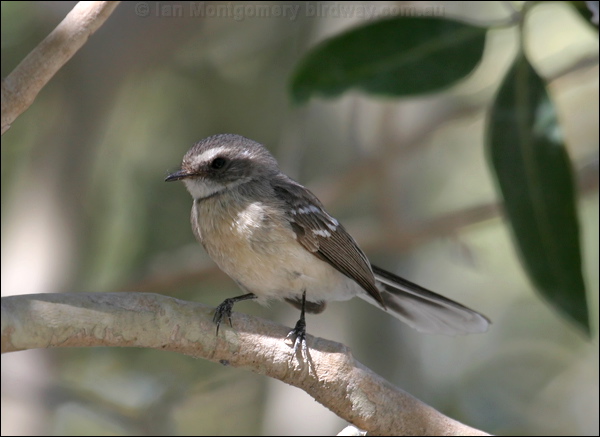 Mangrove (Grey) Fantail mangrove_fantail_09754.psd