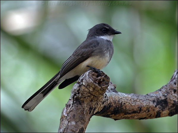 Northern Fantail northern_fantail_07228.psd