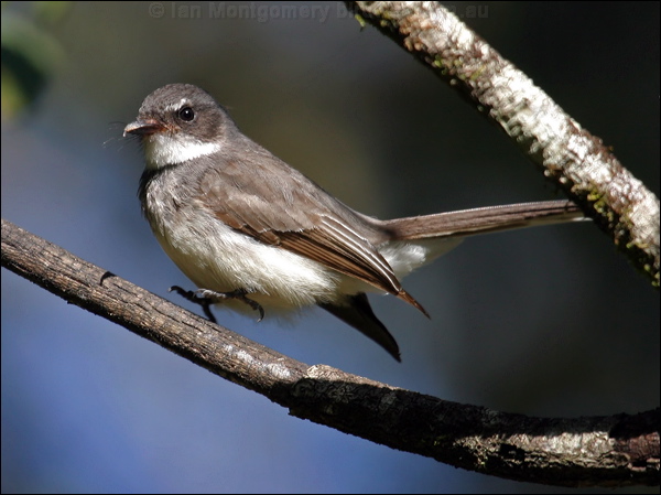 Northern Fantail northern_fantail_08400.psd