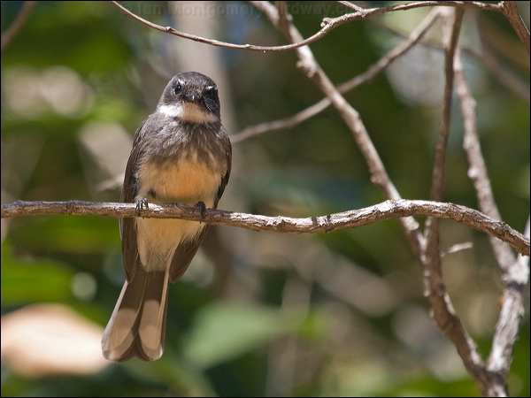 Northern Fantail northern_fantail_167276.psd
