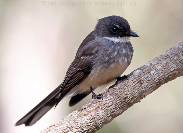 Northern Fantail northern_fantail_57558.psd