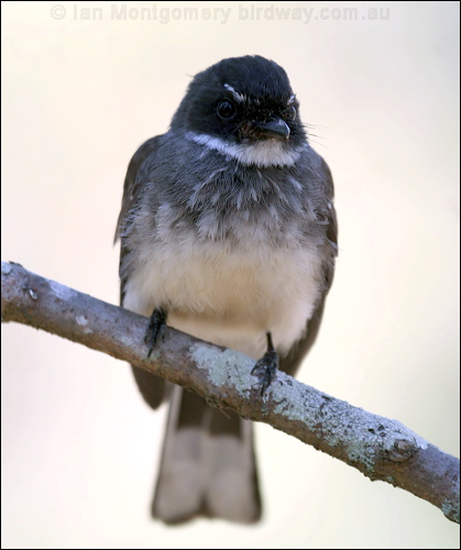 Northern Fantail northern_fantail_57595.psd