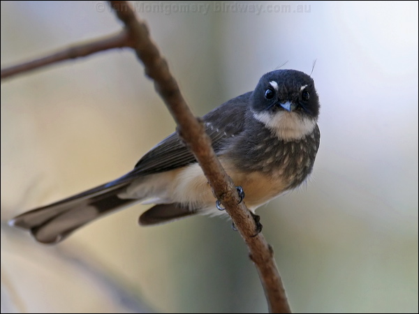Northern Fantail northern_fantail_57791.psd