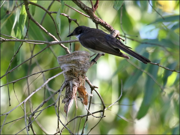 Northern Fantail northern_fantail_62490.psd