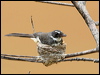 pied_fantail_49921